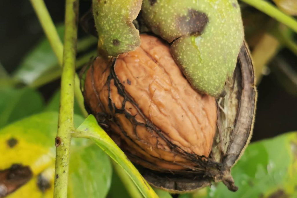 Harvesting, Cracking & Eating Walnuts